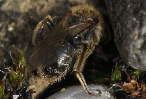 Andrena sp.
